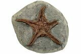 Upper Ordovician Fossil Starfish - Morocco #232964-1